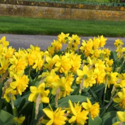 Narcissus 'Tête Bouclé' -UK Garden Plants Shop narcissus double tete deluxe 6