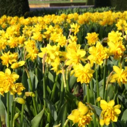 Narcissus 'Tête Bouclé' -UK Garden Plants Shop narcissus double tete deluxe 7