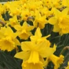 Narcissus 'Dutch Master' -UK Garden Plants Shop narcissus dutch master 2