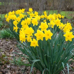 Narcissus 'Dutch Master' -UK Garden Plants Shop narcissus dutch master 3