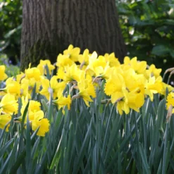 Narcissus 'Dutch Master' -UK Garden Plants Shop narcissus dutch master 3 3897f102 0ddb 4d21 828a aaf9bdbbbd2e