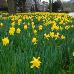 Narcissus 'Dutch Master' -UK Garden Plants Shop narcissus dutch master 4