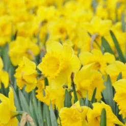 Narcissus 'Dutch Master' -UK Garden Plants Shop narcissus dutch master 5