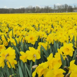 Narcissus 'Dutch Master' -UK Garden Plants Shop narcissus dutch master 6