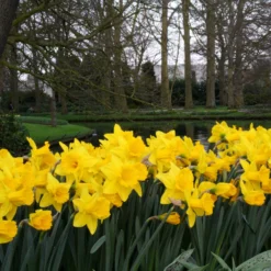 UK Garden Plants Shop -UK Garden Plants Shop narcissus dutch master 6 2c1517b5 ec80 4275 8b09 adec6338180d