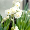 Narcissus 'Erlicheer' 2 Narcissus 'Erlicheer' -UK Garden Plants Shop narcissus erlicheer 0