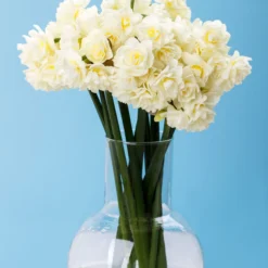 Narcissus 'Erlicheer' 14 Narcissus 'Erlicheer' -UK Garden Plants Shop narcissus erlicheer 1 scaled