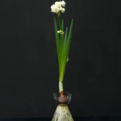 Narcissus 'Erlicheer' 15 Narcissus 'Erlicheer' -UK Garden Plants Shop narcissus erlicheer 2 scaled