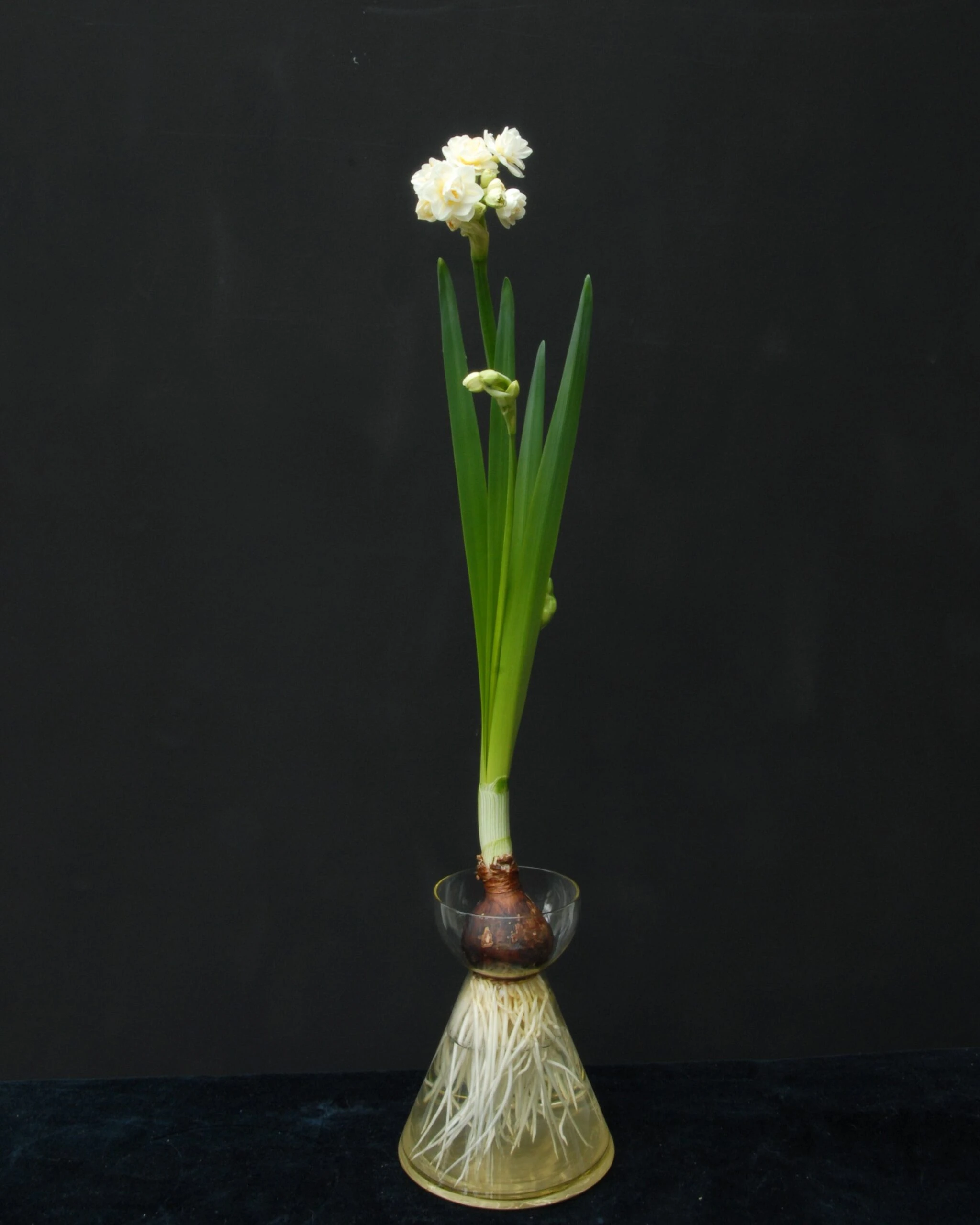 Narcissus 'Erlicheer' 8 Narcissus 'Erlicheer' - Image 6