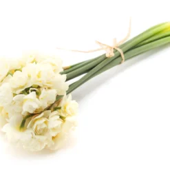 Narcissus 'Erlicheer' 12 Narcissus 'Erlicheer' -UK Garden Plants Shop narcissus erlicheer 4