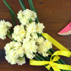 Narcissus 'Erlicheer' 16 Narcissus 'Erlicheer' -UK Garden Plants Shop narcissus erlicheer 5