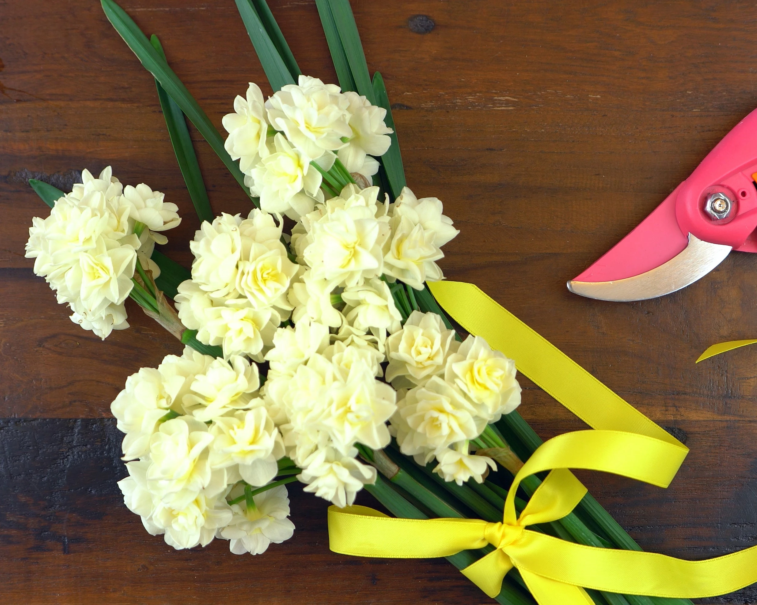 Narcissus 'Erlicheer' 9 Narcissus 'Erlicheer' - Image 7