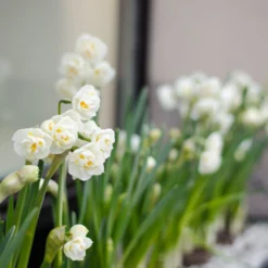 Narcissus 'Erlicheer' 17 Narcissus 'Erlicheer' -UK Garden Plants Shop narcissus erlicheer 6 scaled