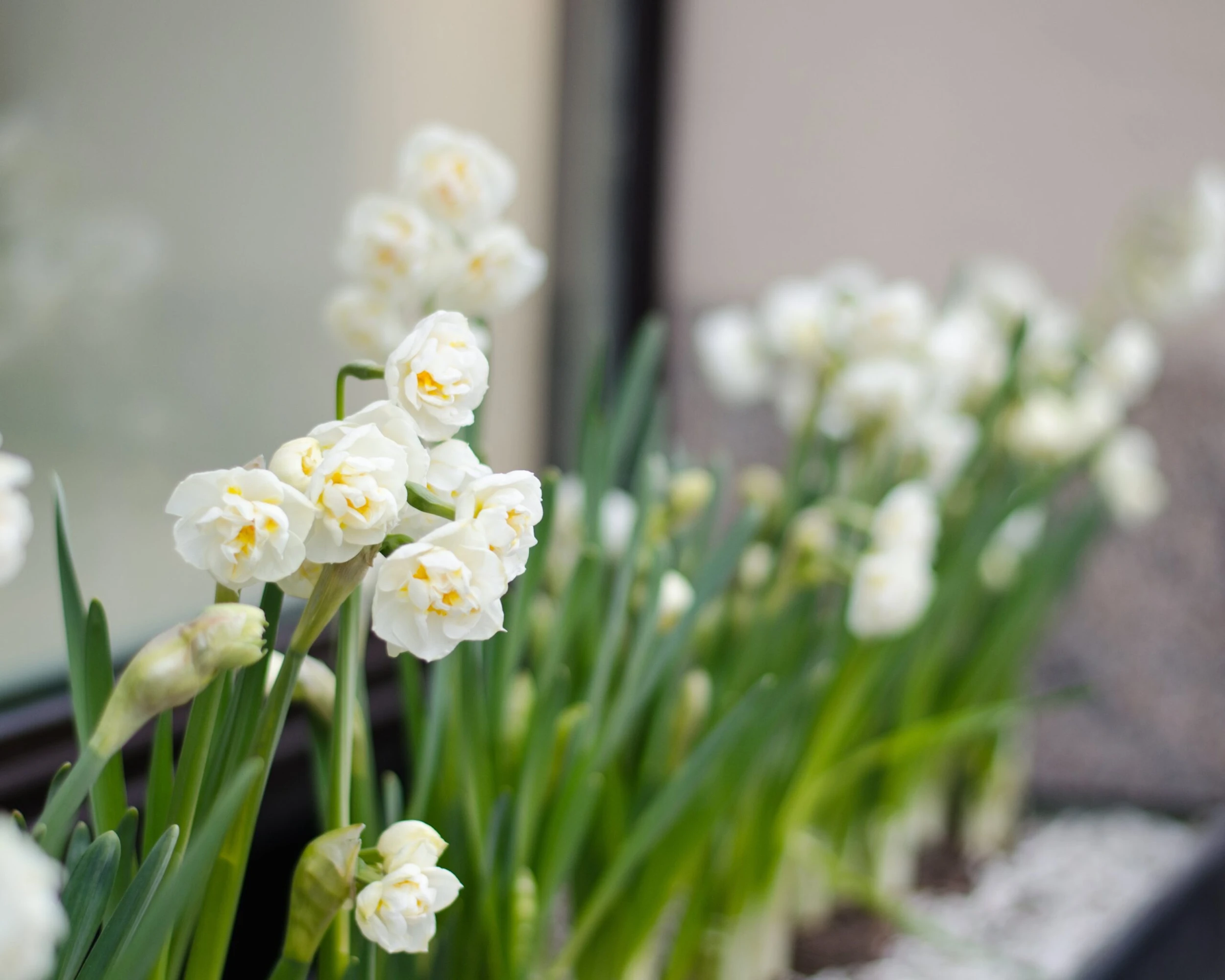 Narcissus 'Erlicheer' 10 Narcissus 'Erlicheer' - Image 8