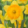 Narcissus 'Ferris Wheel' -UK Garden Plants Shop narcissus ferris wheel 0 scaled