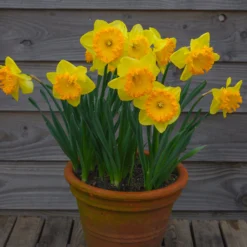 Narcissus 'Ferris Wheel' -UK Garden Plants Shop narcissus ferris wheel 00 scaled