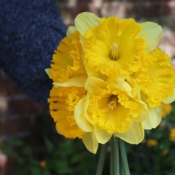 Narcissus 'Ferris Wheel' -UK Garden Plants Shop narcissus ferrisd wheel 0