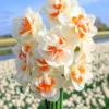 Narcissus 'Fragrant Spring' -UK Garden Plants Shop narcissus fragrant spring 1 scaled