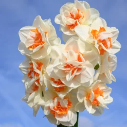 Narcissus 'Fragrant Spring' -UK Garden Plants Shop narcissus fragrant spring 2 scaled