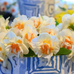 Narcissus 'Fragrant Spring' -UK Garden Plants Shop narcissus fragrant spring 4 scaled