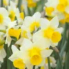 Narcissus 'Golden Echo' -UK Garden Plants Shop narcissus golden echo 1