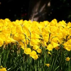 Narcissus 'Golden Bells' -UK Garden Plants Shop narcissus golden oxford 6 scaled