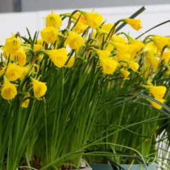 Narcissus 'Golden Bells' -UK Garden Plants Shop narcissus golden oxford 8