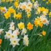 Narcissus 'Harlequin Mix' -UK Garden Plants Shop narcissus harlequin mixed 1