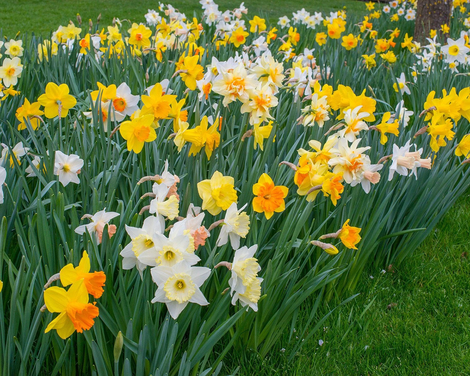 Narcissus 'Harlequin Mix' 4 Narcissus 'Harlequin Mix' - Image 2