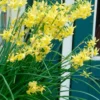 Narcissus 'Hawera' -UK Garden Plants Shop narcissus hawera 1