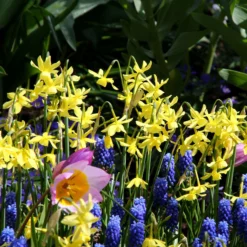 Narcissus 'Hawera' -UK Garden Plants Shop narcissus hawera 1 15eb7c4d 99d7 436f a230 edbd3cd85321
