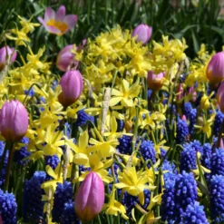 Narcissus 'Hawera' -UK Garden Plants Shop narcissus hawera 2 19d1f6c3 a176 4196 8969 251d7468ec0f