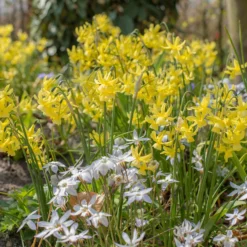 Narcissus 'Hawera' -UK Garden Plants Shop narcissus hawera 3