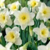 Narcissus 'Ice Follies' 1 Narcissus 'Ice Follies' -UK Garden Plants Shop narcissus ice follies 0