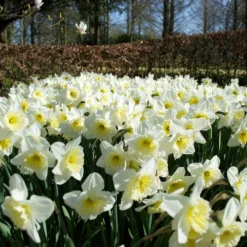 Narcissus 'Ice Follies' -UK Garden Plants Shop narcissus ice follies 1
