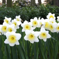 Narcissus 'Ice Follies' -UK Garden Plants Shop narcissus ice follies 2 5c3120ad be98 439a a7e9 b8dfaafa98d0
