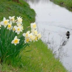 Narcissus 'Ice Follies' -UK Garden Plants Shop narcissus ice follies 3