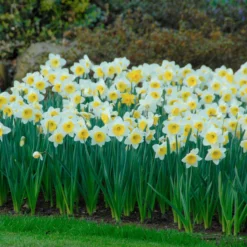 Narcissus 'Ice Follies' -UK Garden Plants Shop narcissus ice follies 5