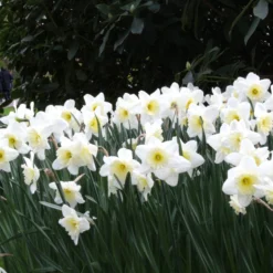 Narcissus 'Ice Follies' -UK Garden Plants Shop narcissus ice follies 6