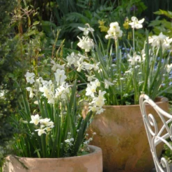 Narcissus 'Ice Wings' 8 Narcissus 'Ice Wings' -UK Garden Plants Shop narcissus ice wings 2