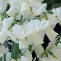 Narcissus 'Ice Wings' 9 Narcissus 'Ice Wings' -UK Garden Plants Shop narcissus ice wings 3