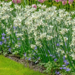 UK Garden Plants Shop -UK Garden Plants Shop narcissus ice wings 4