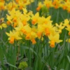 Narcissus 'Jetfire' -UK Garden Plants Shop narcissus jetfire 1