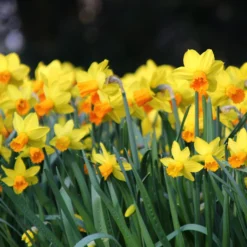 Narcissus 'Jetfire' -UK Garden Plants Shop narcissus jetfire 1 1e7ea869 fcb8 4e70 b2c5 83037272e60d