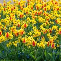 Narcissus 'Jetfire' -UK Garden Plants Shop narcissus jetfire 5