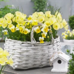 Narcissus 'Julia Jane' 19 Narcissus 'Julia Jane' -UK Garden Plants Shop narcissus julia jane 10