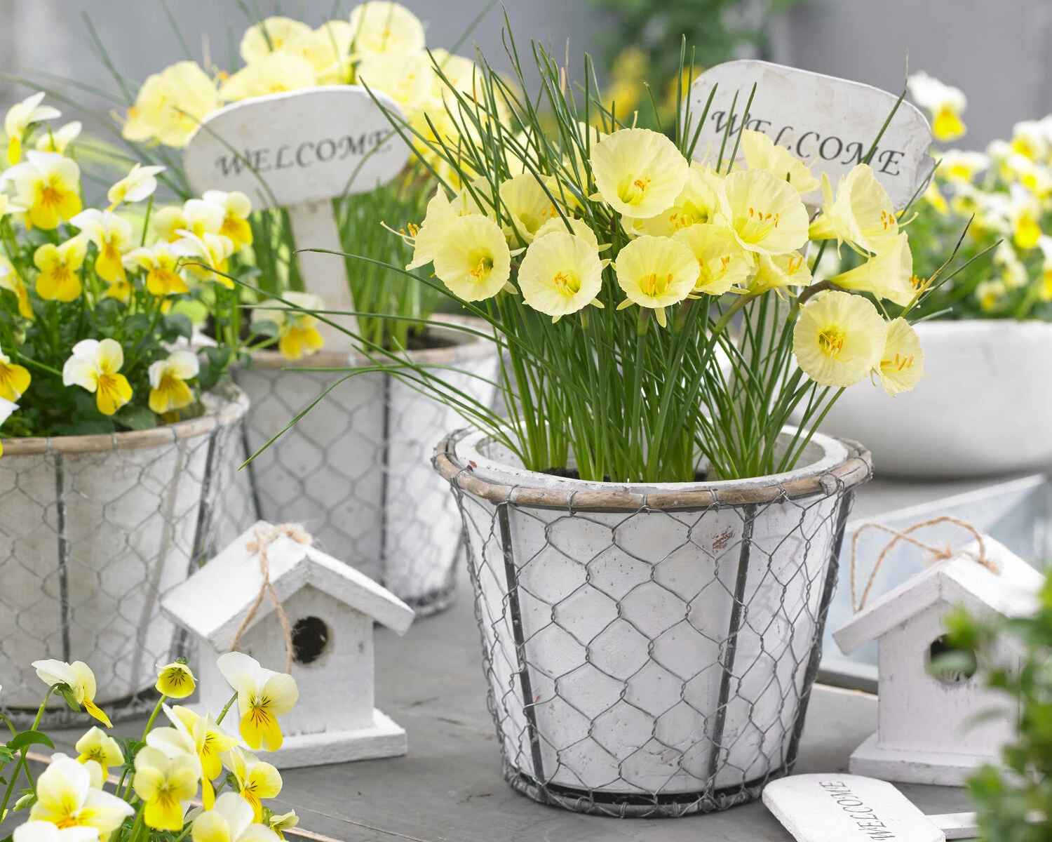 Narcissus 'Julia Jane' 5 Narcissus 'Julia Jane' - Image 3