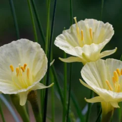 Narcissus 'Julia Jane' 21 Narcissus 'Julia Jane' -UK Garden Plants Shop narcissus julia jane 6 scaled