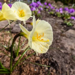 Narcissus 'Julia Jane' 22 Narcissus 'Julia Jane' -UK Garden Plants Shop narcissus julia jane 7 scaled