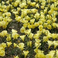 Narcissus 'Julia Jane' 23 Narcissus 'Julia Jane' -UK Garden Plants Shop narcissus julia jane 8 scaled